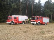 Mittelbrand Wald